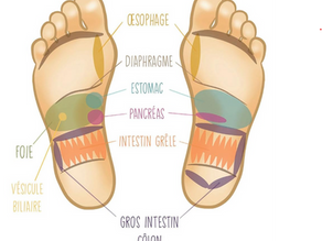 Réflexologie et digestion : les zones à stimuler pour un ventre apaisé