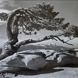Ansel Adams (1902–1984) - Jeffrey Pine, Sentinel dôme, Yosemite, 1940