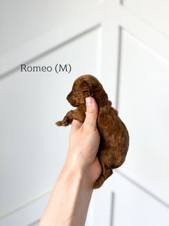 AKC Toy and Miniature Poodle Puppies