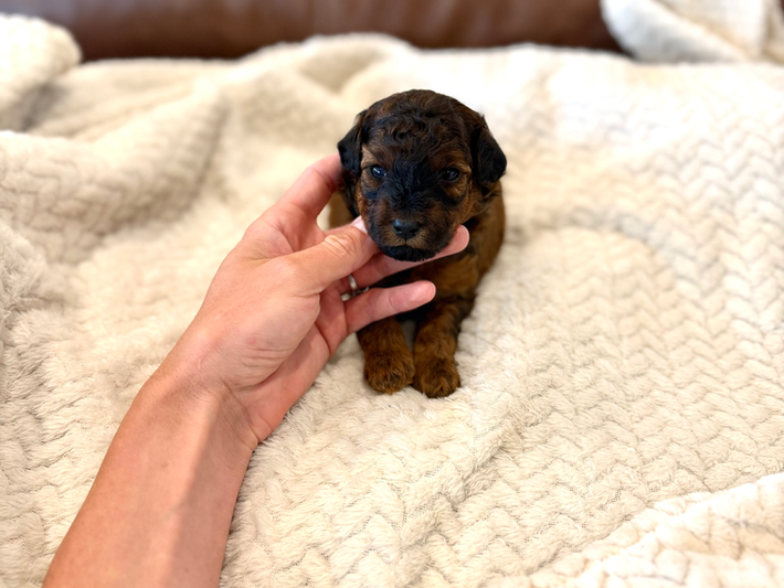 akc sable poodle puppy for sale