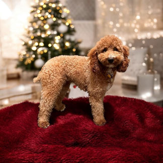 AKC Toy and Miniature Poodle Puppies