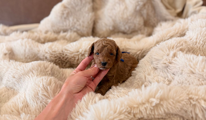 akc toy and miniature poodle puppies