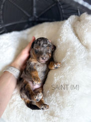 AKC Blue Merle Phantom Miniature Poodle