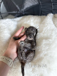 AKC Blue Merle Small Miniature Poodle