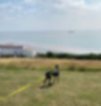 Look at those views! a perfect relaxing summer walk for dogs who prefer quieter places.