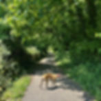 Robin's Walk is very accessible, but bring a carrier if you want to venture into the fields or woods with very small children!