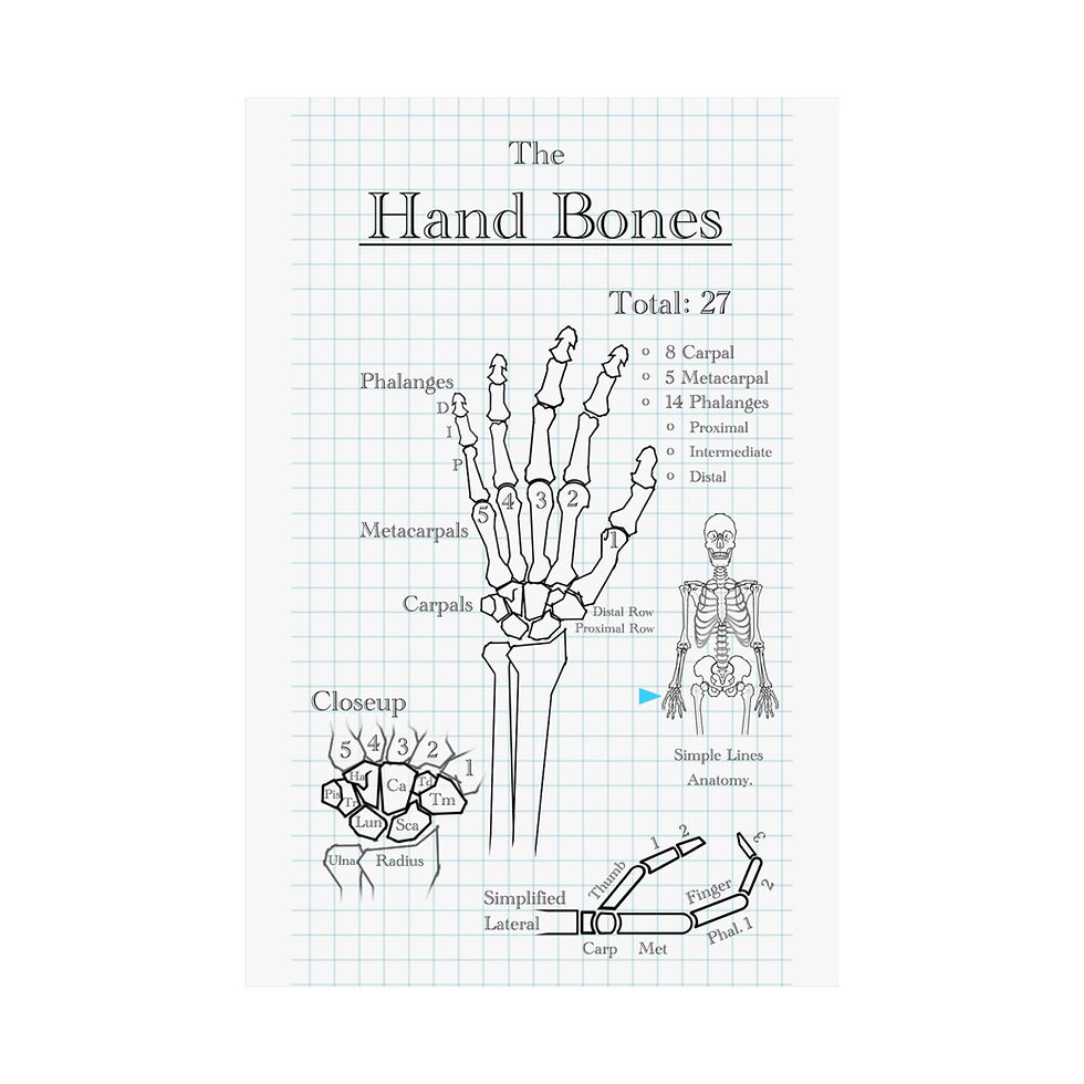 Thumbnail: The Schematic Hand Bones