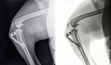 Orthopaedics