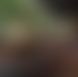 What Makes a Great Companion Book? Insights from Upland Studios Bespoke Editions