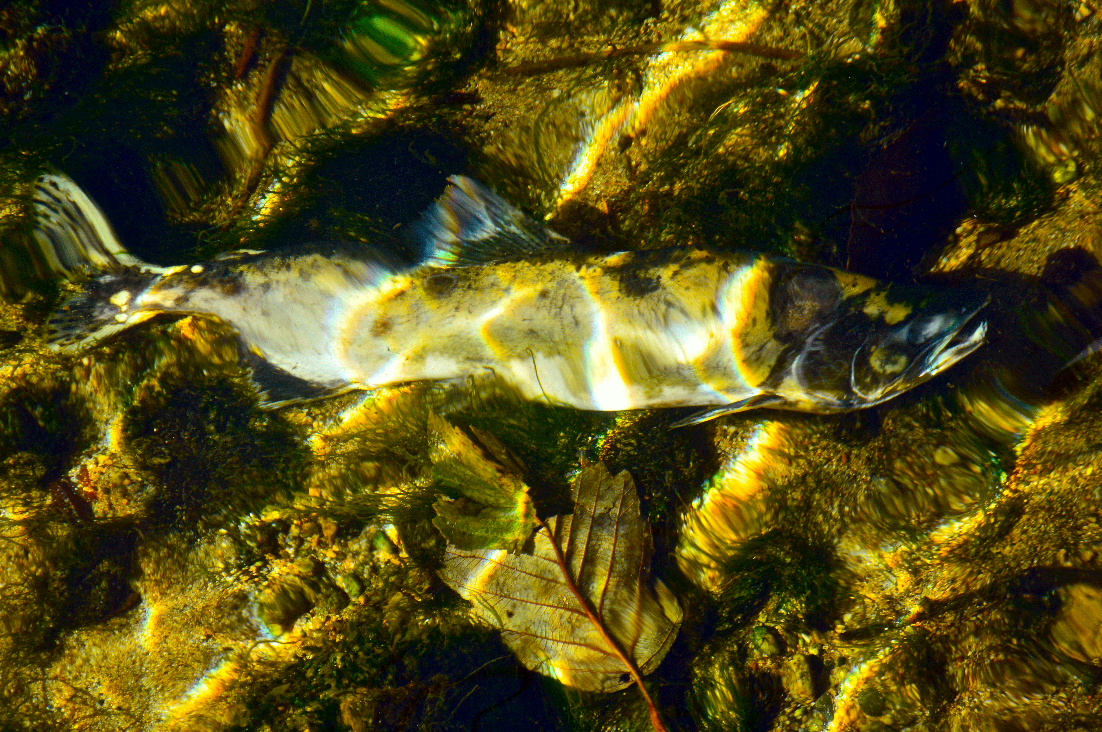 salmon