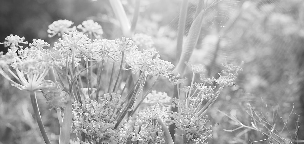 Yellow Flowers