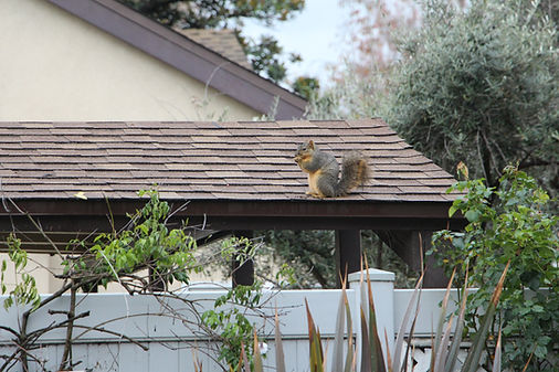 Squirrel Near Bushes