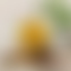 新商品「マンゴープリン」のご紹介