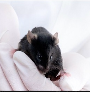 Hand with white glove holding a black rat photo