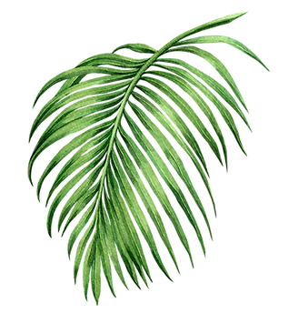 palm
