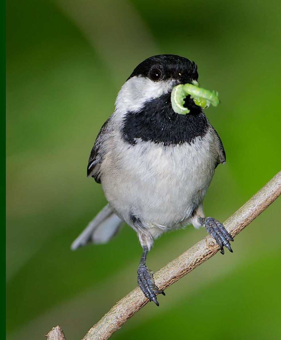 Carolina chickadees rear their young almost exclusively on caterpillars. Courtesy of Douglas Tallamy.