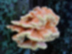 Chicken of the Woods.   ©Lee Collins/Wikimedia