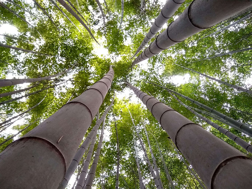 Bamboo: Green Giant Rising