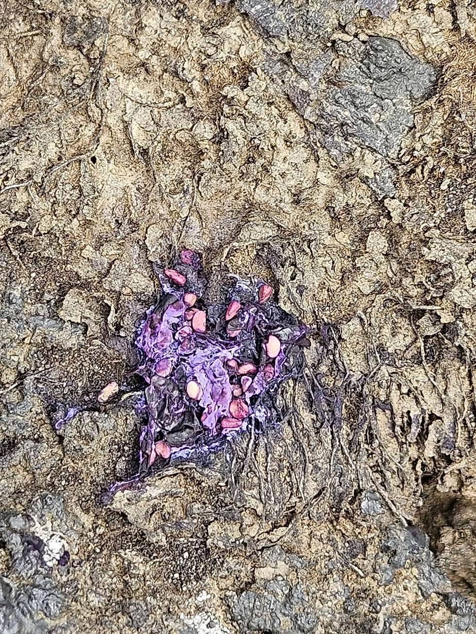 Close-up of seeds in gull feces. Image courtesy
of Pawel Wasowicz