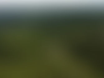 Avocados Embroiled in Sustainability Debates 