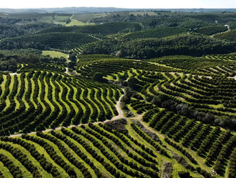 Avocados Embroiled in Sustainability Debates