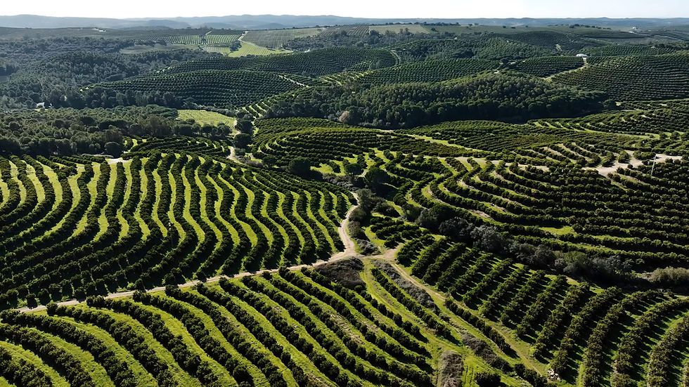 Large avocado plantations in Peru. iStock