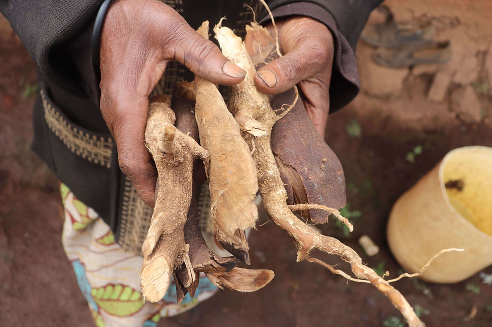 Ogiek herbalist displaying traditional medicinal herbs. ©OPDP