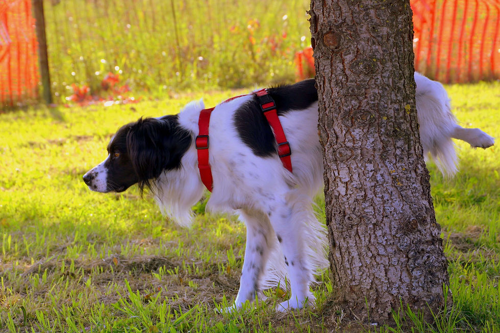 Urine from dogs can affect other animals and impact soil chemistry. Pixabay/pcdazero (Free for use)