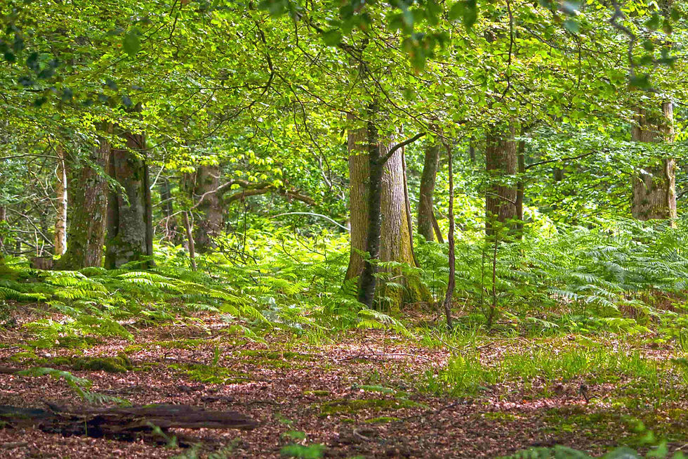 A forest needs to be shrewdly managed to restore it to its original character. Pixabay