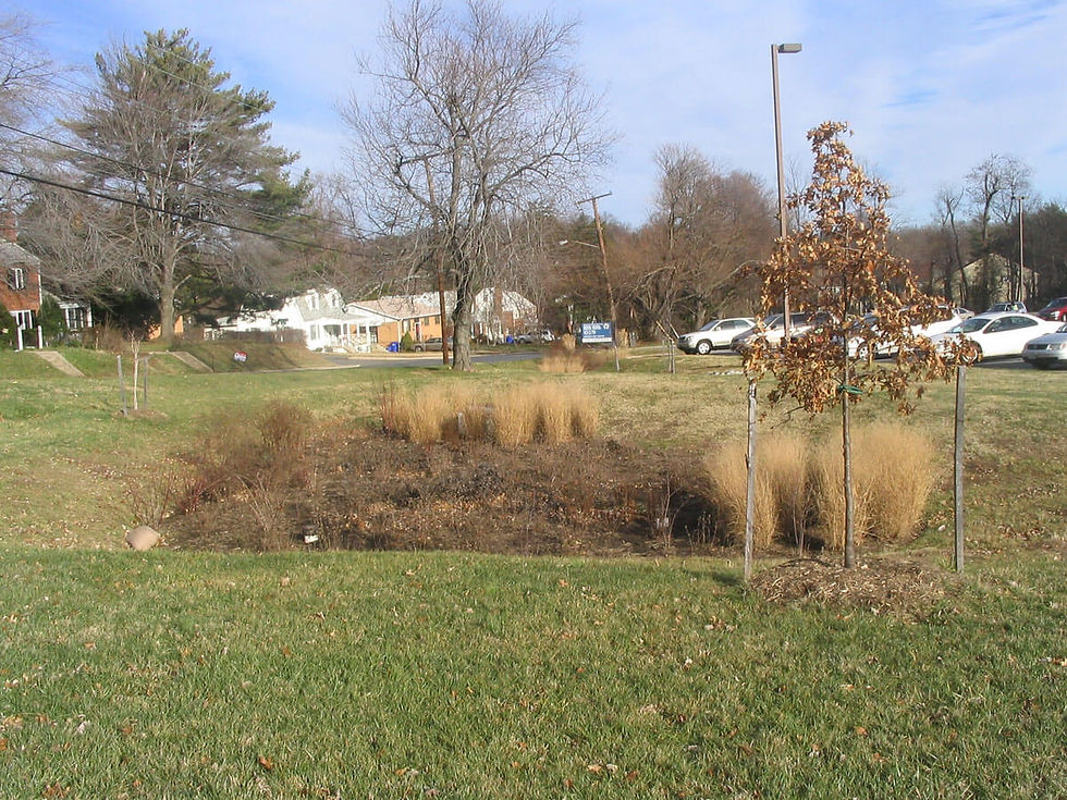 A rain garden in Wheaton, Maryland, during winter. Rain gardens reduce storm runoff, helping to mitigate flooding. Moreau1/Wikipedia