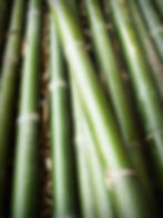 Bamboo stalks.  ©Pixabay