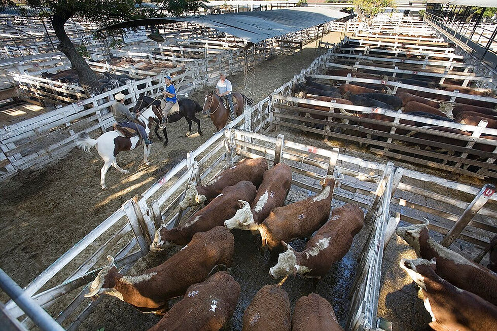 A cattle yard in Argentina. Degrowth proponents say the world’s industrial meat production needs to be sharply reduced. Jorge Royan/Wikipedia