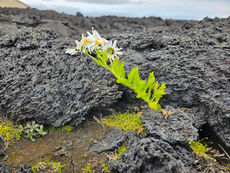 Life Comes to Earth’s Newest Island
