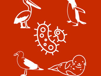 First Birds, Now Seals—Updated Toll from Avian Flu