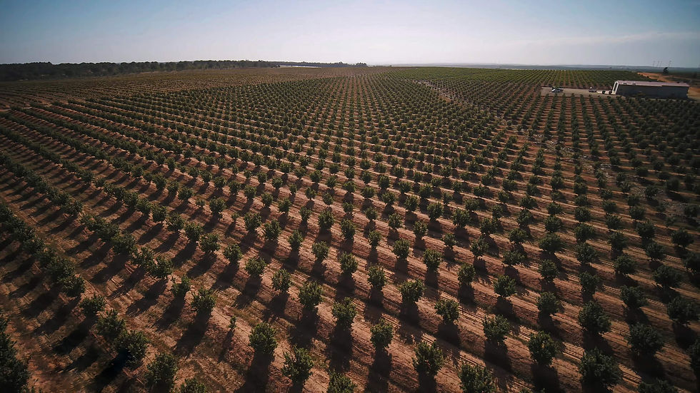 A large avocado plantation using drip irrigation. William Luque/iStock