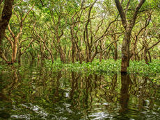 The Mangrove Comeback: A Rare Environmental Success Story