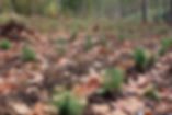 A forest is being reforested. ©iStock / marnag