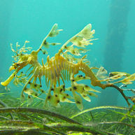 Ocean Census Discovers Over 800 New Marine Species