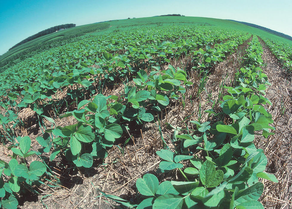 Maryland USA “no till” method—Soybeans planted in wheat residue. ©USDA/Wikimedia. Public Domain