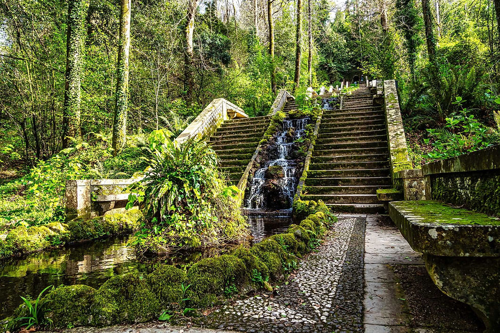 Bussaco National Forest in central Portugal. istock