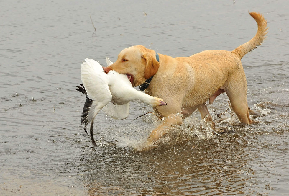 A Labrador retriever with a snow goose in its mouth. ©iStock/miker8863