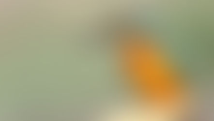 Der Eisvogel - heimischer Vogel