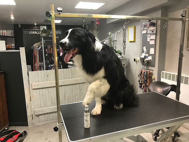 BORDER COLLIE.jpeg