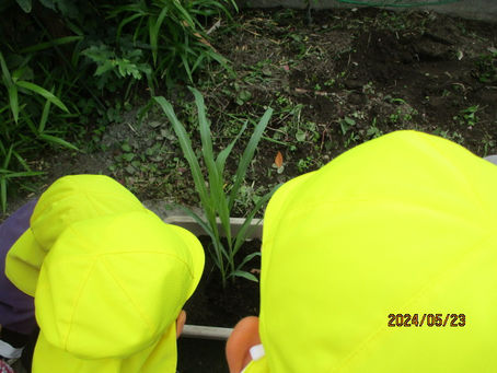 野菜を植えました 年長