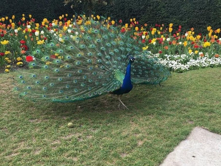 I PAVONI DI HOLLAND PARK
