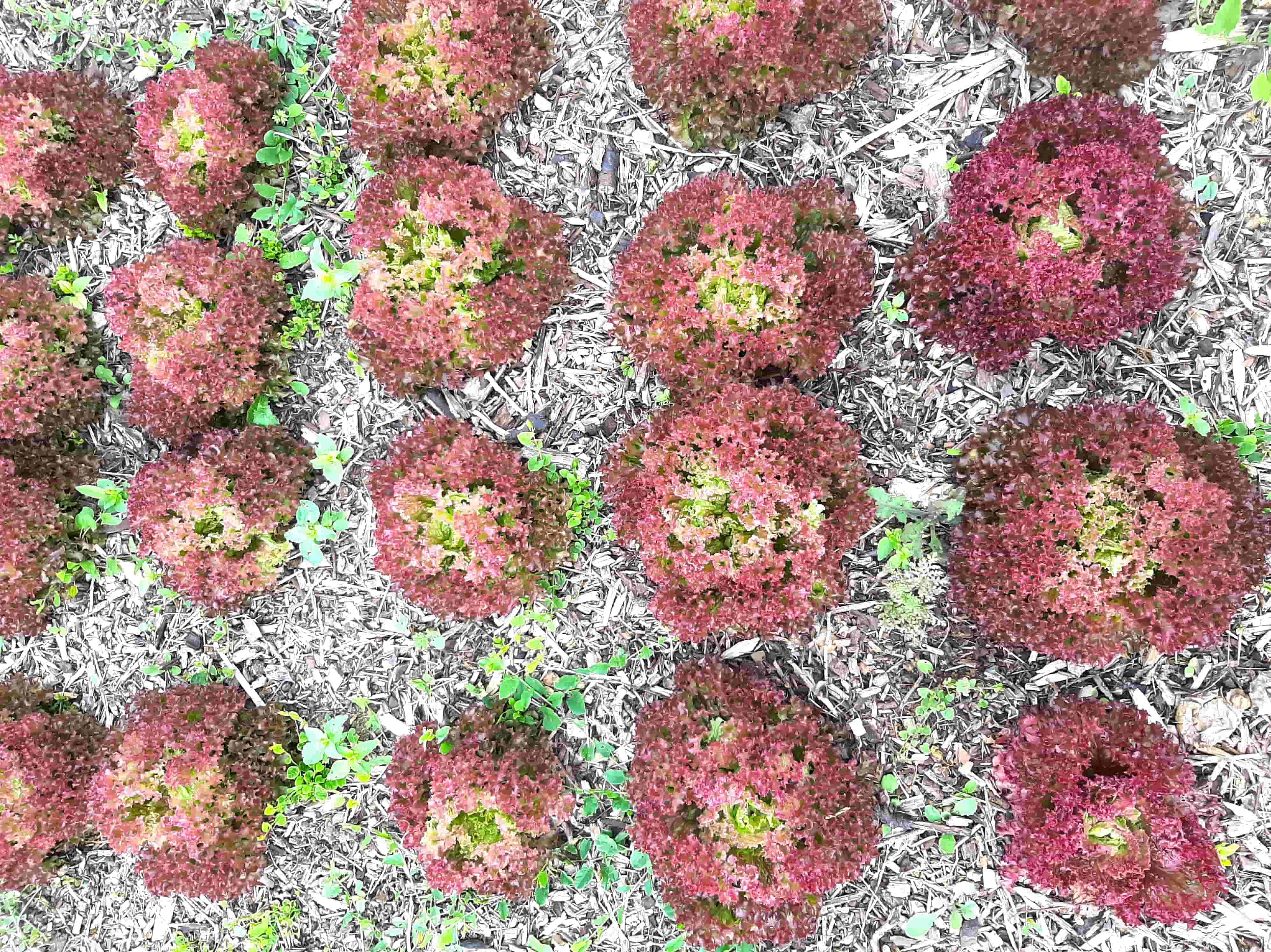 Laitue à couper Lollo Rossa BIO