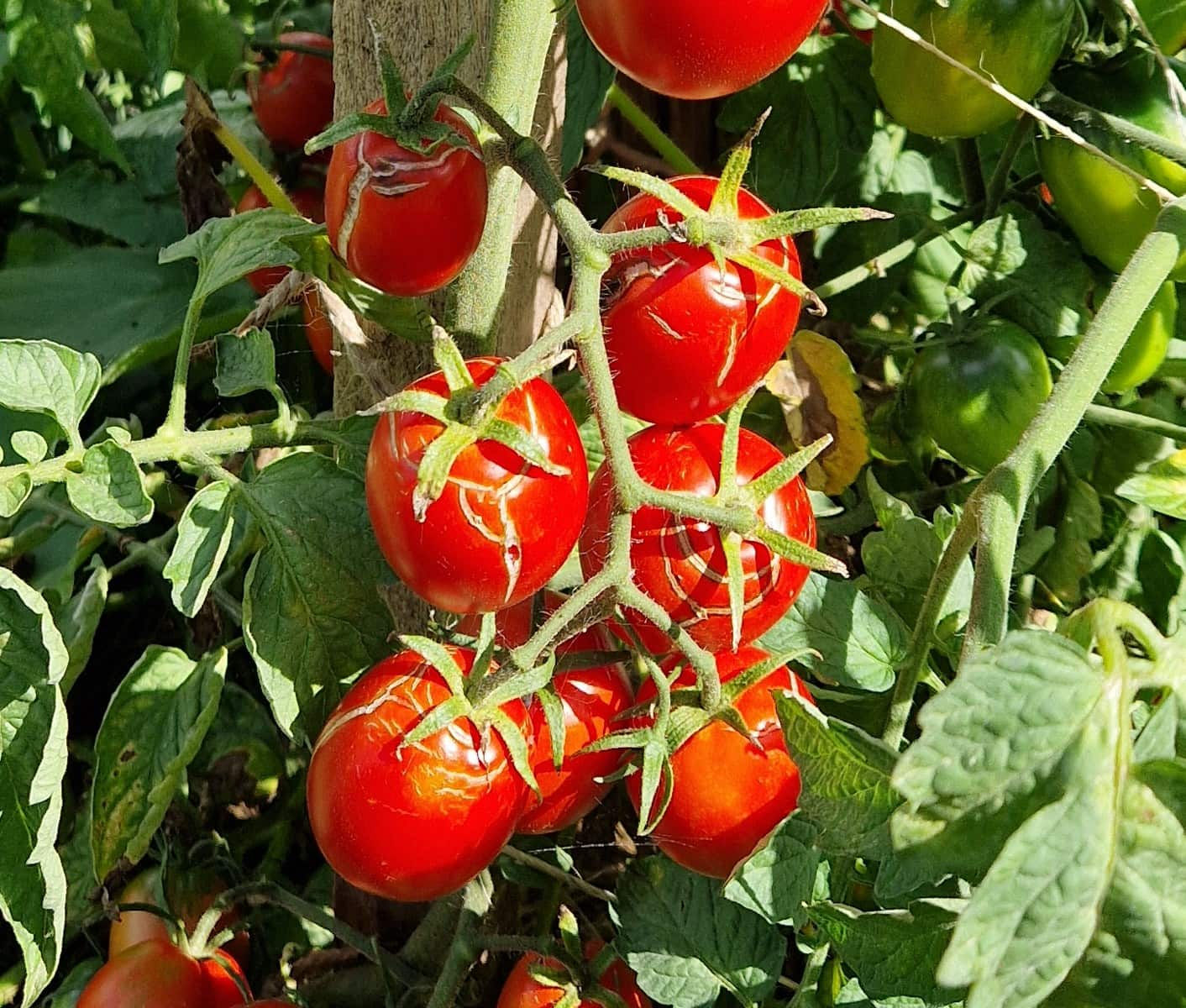 Tomate De Berao BIO