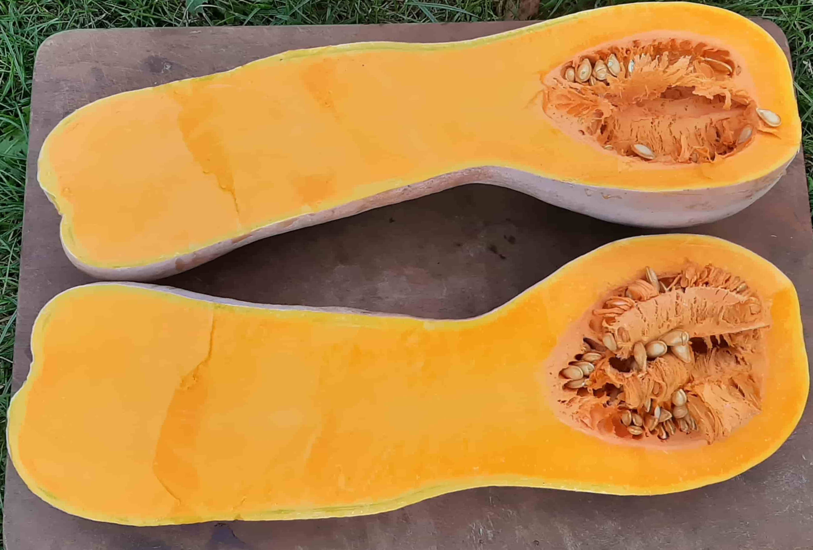 Courge musquée Violina BIO