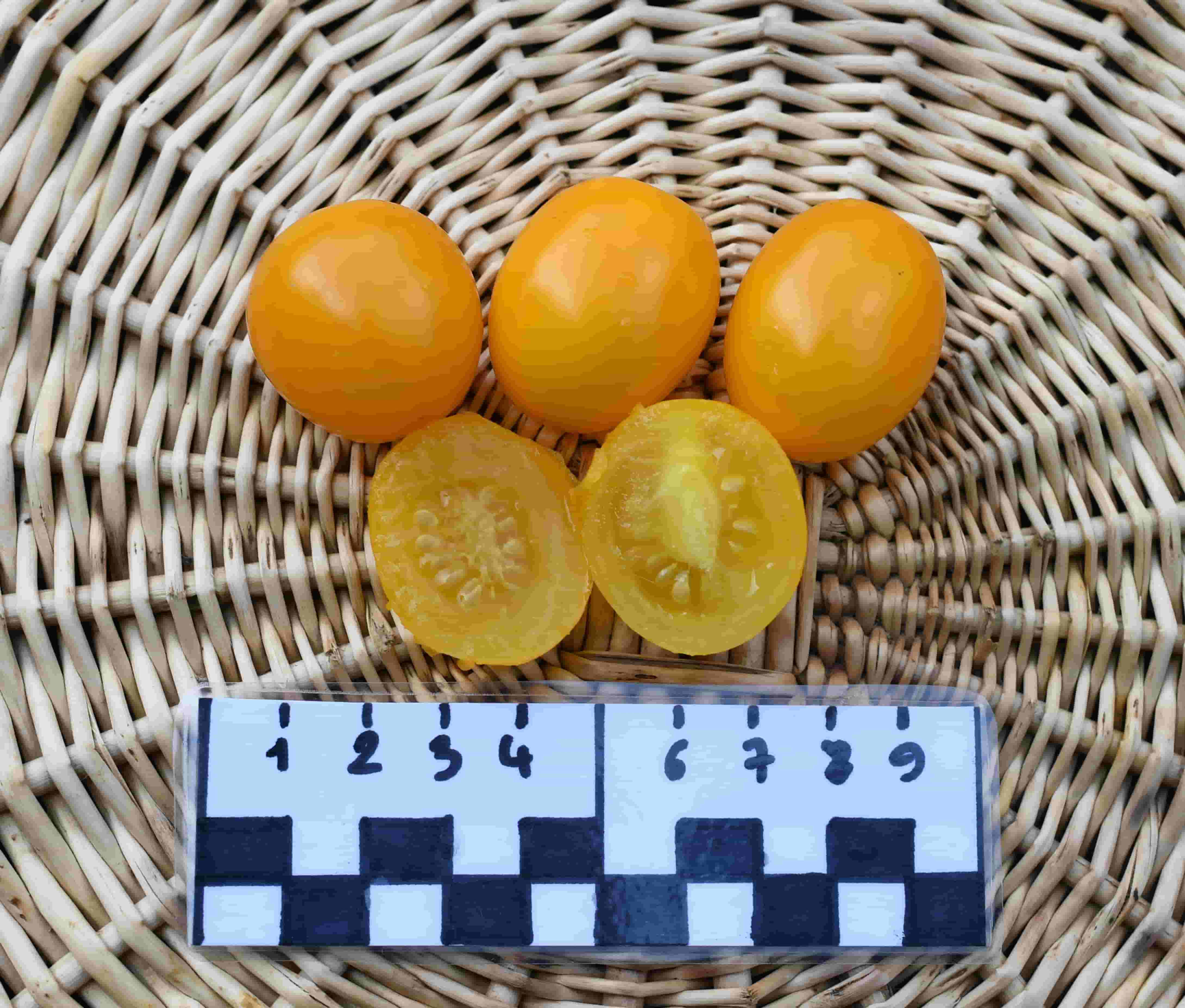 Tomate Mirabelle BIO