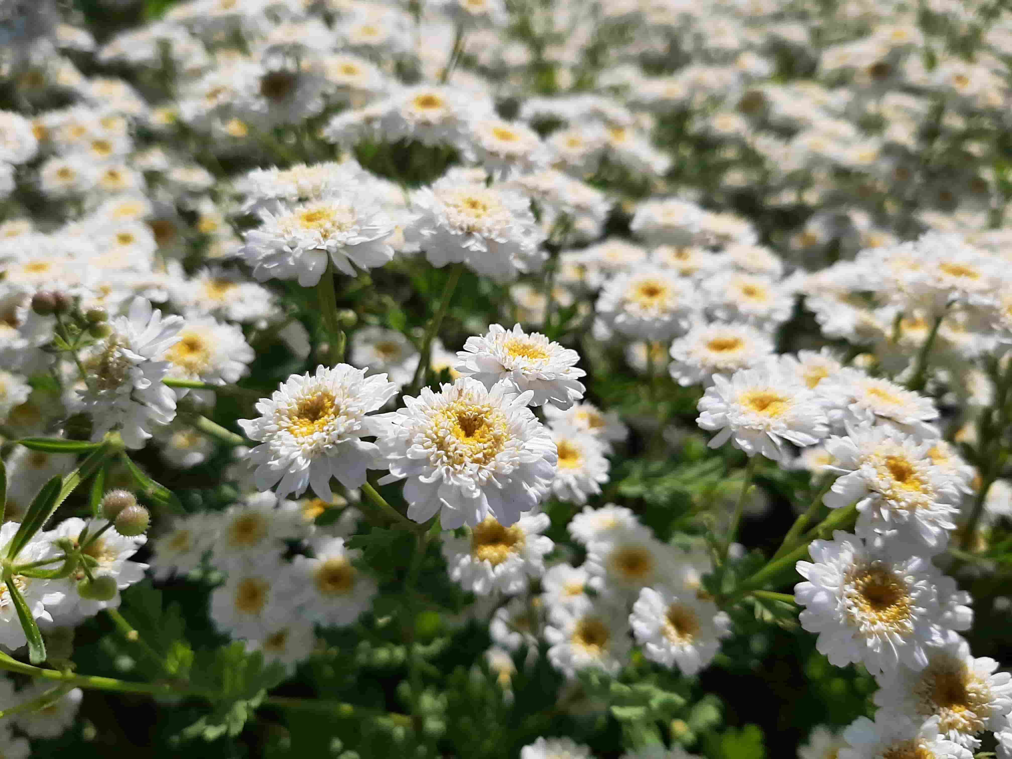 Grande camomille à fleur double BIO